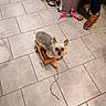 cat_toys, companion, curious, cute, dog, domestic, floor_tiles, furniture, indoor, leash, person, pet, playful, scratching_post, shoes, small_dog, string, tile_floor, toy, wooden_wagon