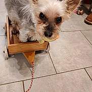 Lana participe au concours pour gagner de l'argent avec cette photo : animal, companion, curious_eyes, cute, dog, domestic, ears, flooring, fur, household, indoor, mouth_holding, pet, playful, small_dog, standing, tile_floor, toy, toy_rope, wooden_wagon