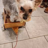 animal, companion, curious_eyes, cute, dog, domestic, ears, flooring, fur, household, indoor, mouth_holding, pet, playful, small_dog, standing, tile_floor, toy, toy_rope, wooden_wagon