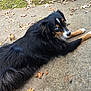 animal, autumn_leaves, black_fur, blue_eyes, brown_fur, canine, closeup, concrete, curious, daylight, dog, fall, fur, lying_down, nature, outdoor, pet, relaxed, side_view, white_paws