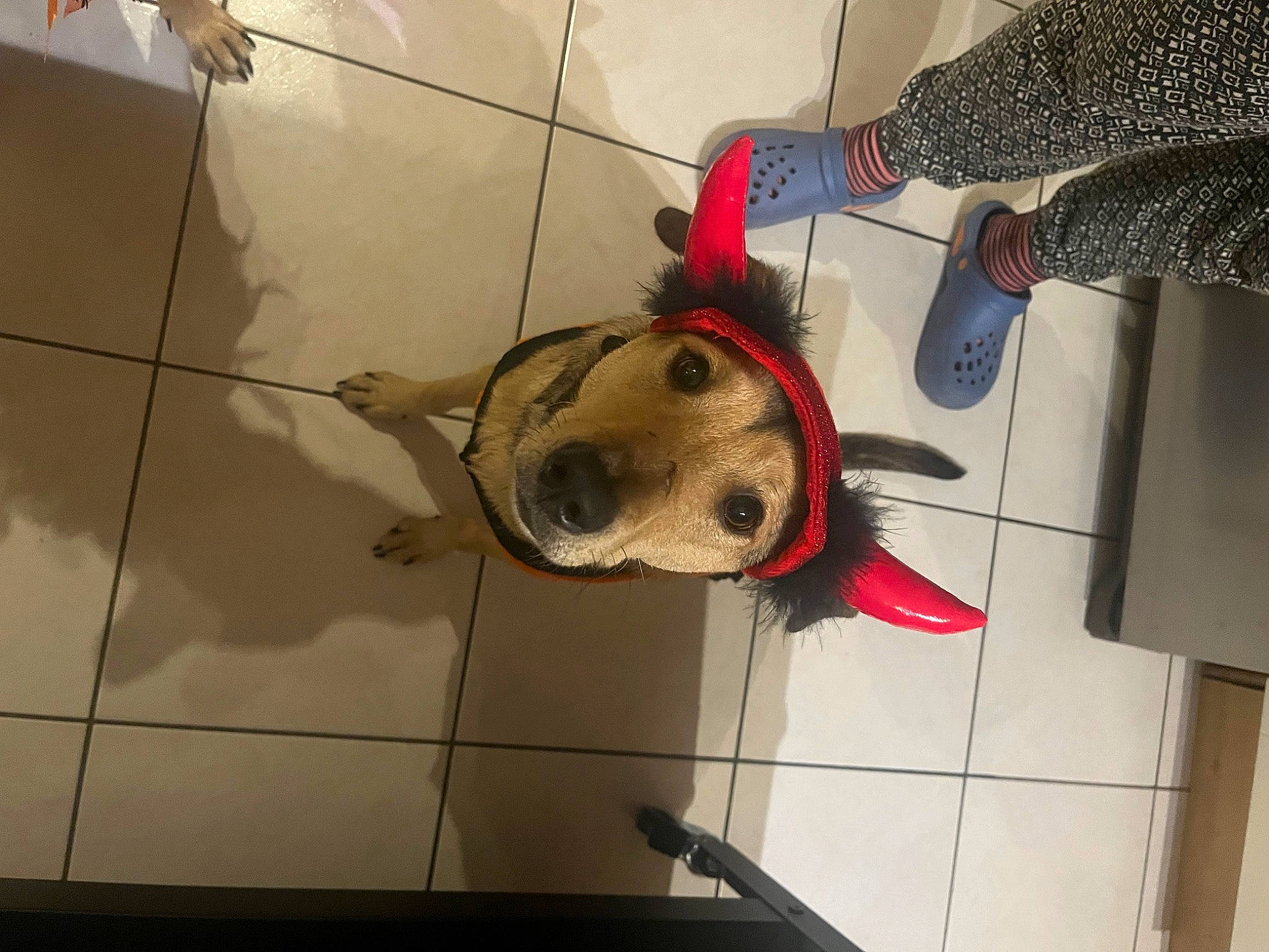 Jerry a rejoint le concours — aidez-le/la à gagner de superbes lots ! carmine, carnivore, dog, dog_breed, flooring, fun, fur, snout, sporting_group, tile