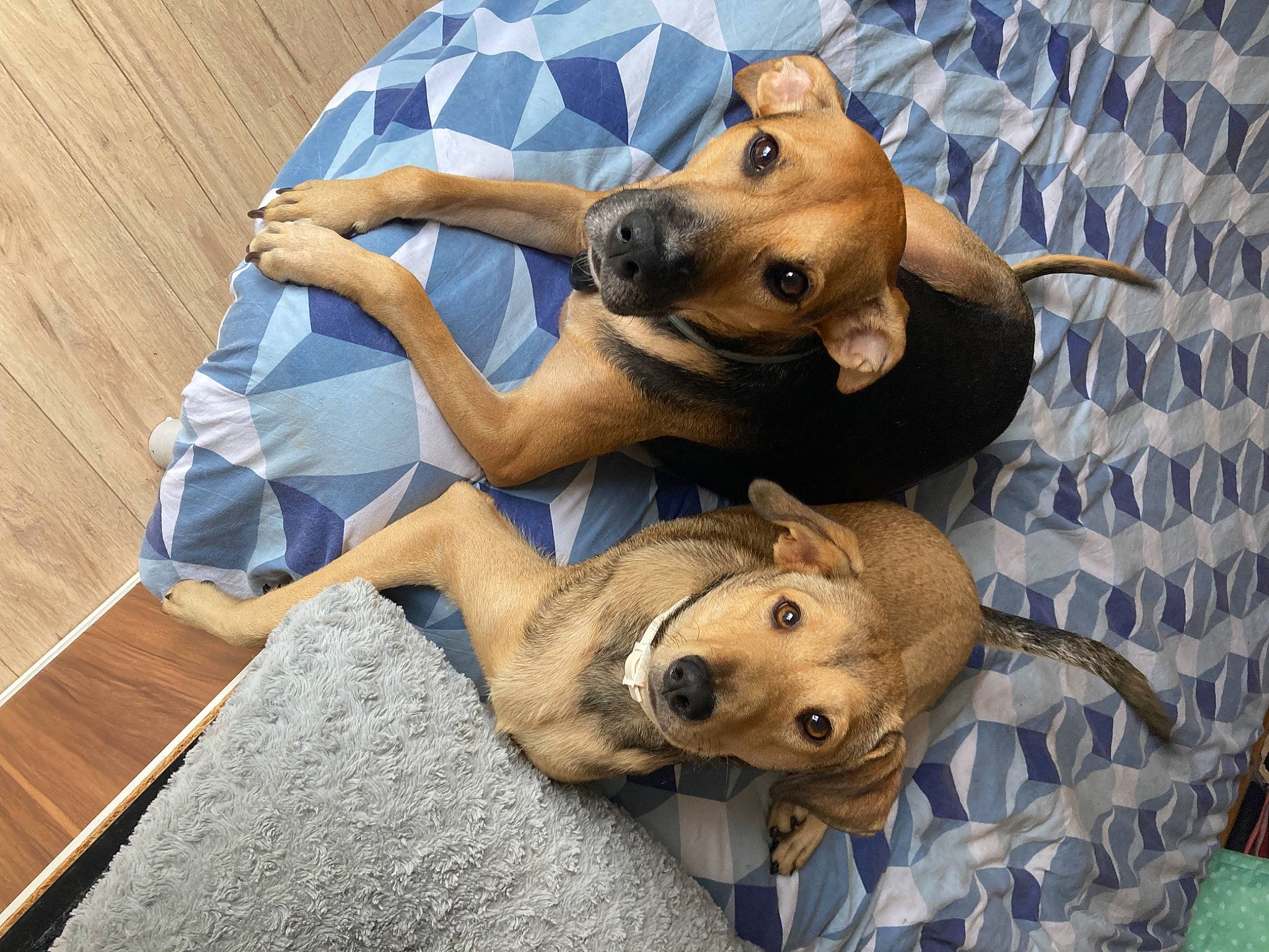 Jerry a rejoint le concours — aidez-le/la à gagner de superbes lots ! canidae, carnivore, comfort, companion_dog, dog, dog_breed, dog_clothes, dog_supply, fawn, fur, hardwood, paw, pet_supply, smile, snout, sporting_group, toy, toy_dog, wood, working_animal