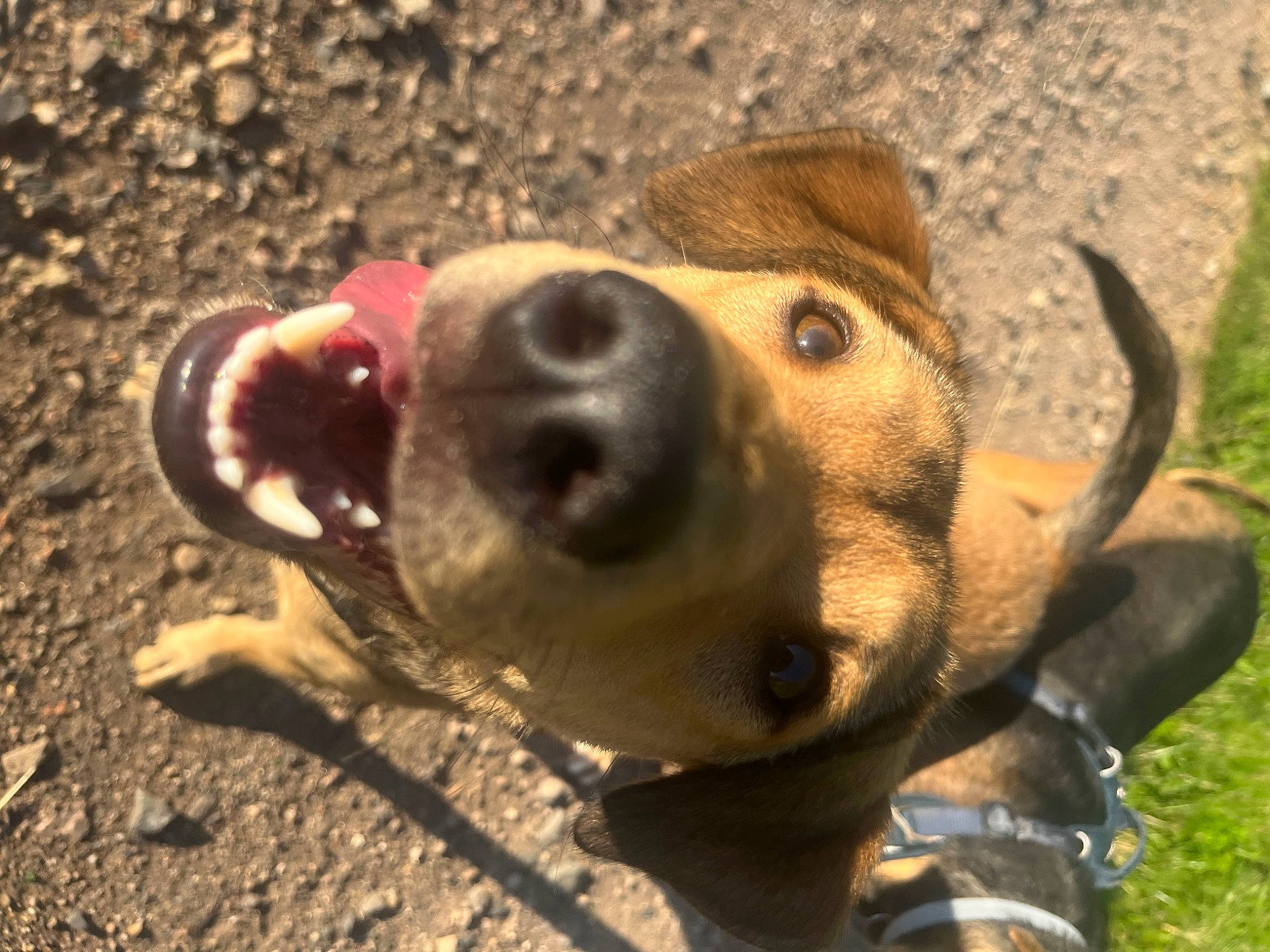 Jerry a rejoint le concours — aidez-le/la à gagner de superbes lots ! canidae, carnivore, collar, companion_dog, dog, dog_breed, dog_collar, fawn, fur, grass, guard_dog, leash, liver, plant, snout, soil, sporting_group, terrestrial_animal, whiskers, working_animal