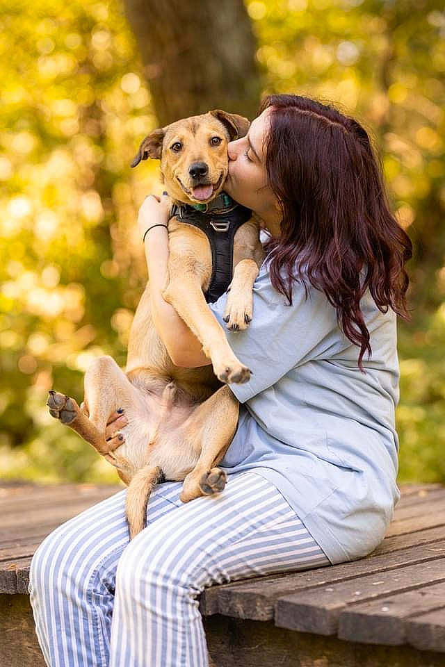 Jerry a rejoint le concours — aidez-le/la à gagner de superbes lots ! carnivore, companion_dog, dog, dog_breed, fawn, forest, gesture, grass, happy, leisure, long_hair, mammal, people_in_nature, plant, sitting, smile, sunlight, toy, tree, wood