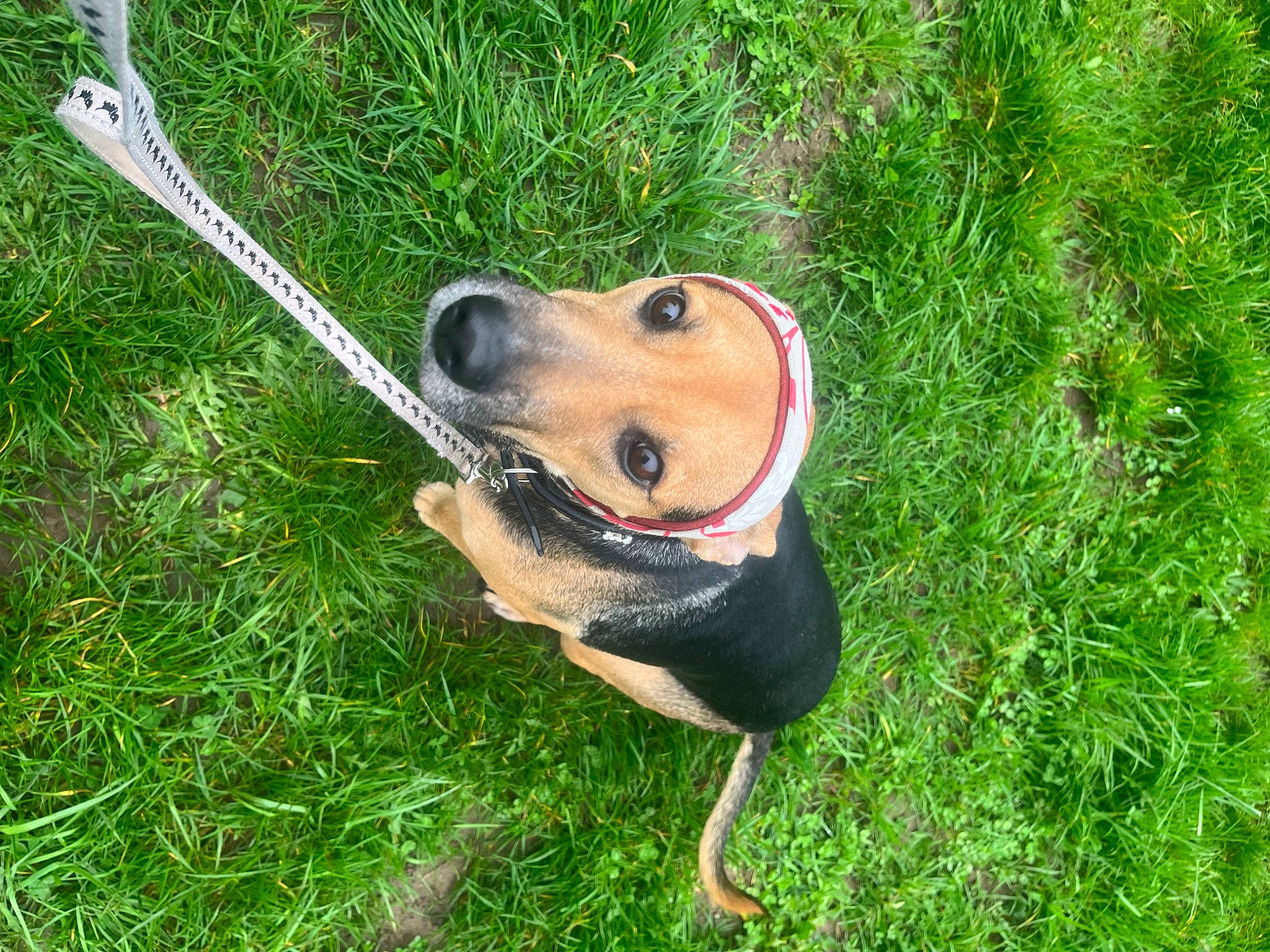 Mahé a rejoint le concours — aidez-le/la à gagner de superbes lots ! carnivore, collar, companion_dog, dog, dog_breed, dog_collar, grass, grass_family, groundcover, hound, hunting_dog, lifejacket, pet_supply, plant, terrestrial_animal, toy, whiskers, working_animal