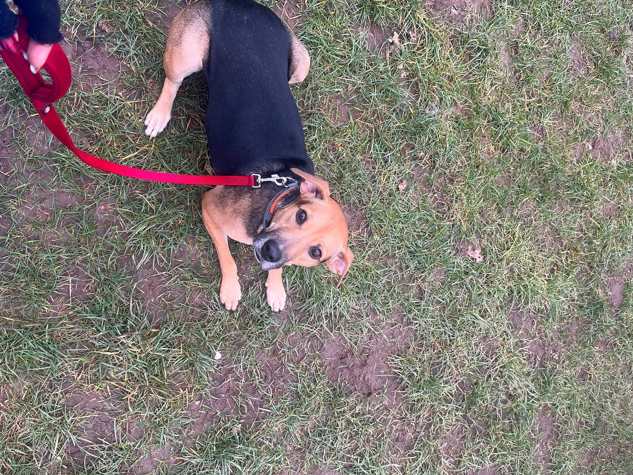 Mahé a rejoint le concours — aidez-le/la à gagner de superbes lots ! canidae, carnivore, collar, companion_dog, dog, dog_breed, dog_supply, fawn, grass, human_leg, leash, people_in_nature, pet_supply, plant, soil, sporting_group, tail, thigh, working_animal, wrist