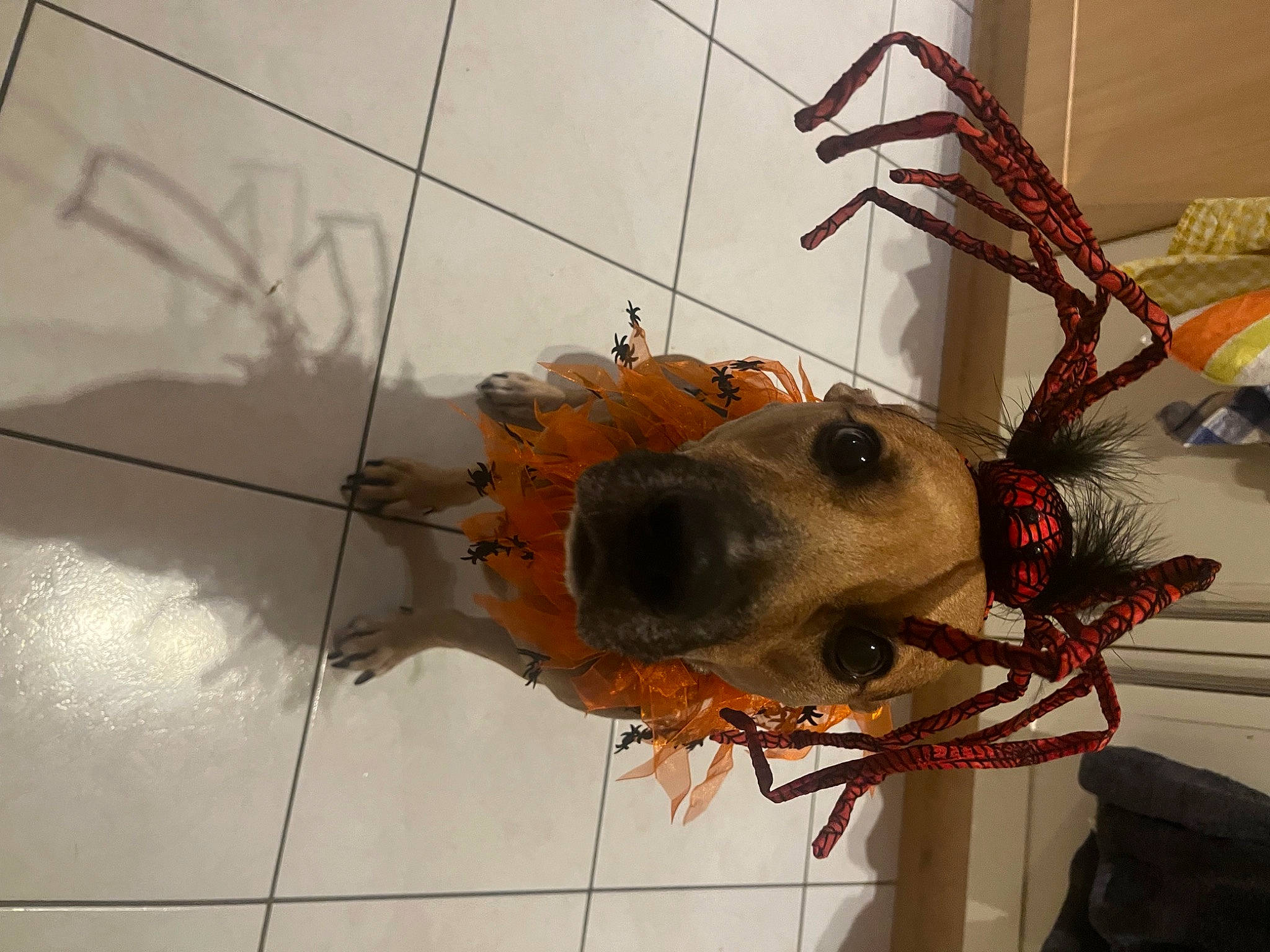 Mahé participe au concours pour gagner de l'argent avec cette photo : art, beetle, ceiling, costume, electrical_wiring, event, fashion_accessory, feather, flooring, fun, fur, insect, personal_protective_equipment, pest, sculpture, snout, twig, visual_arts, wire, wood