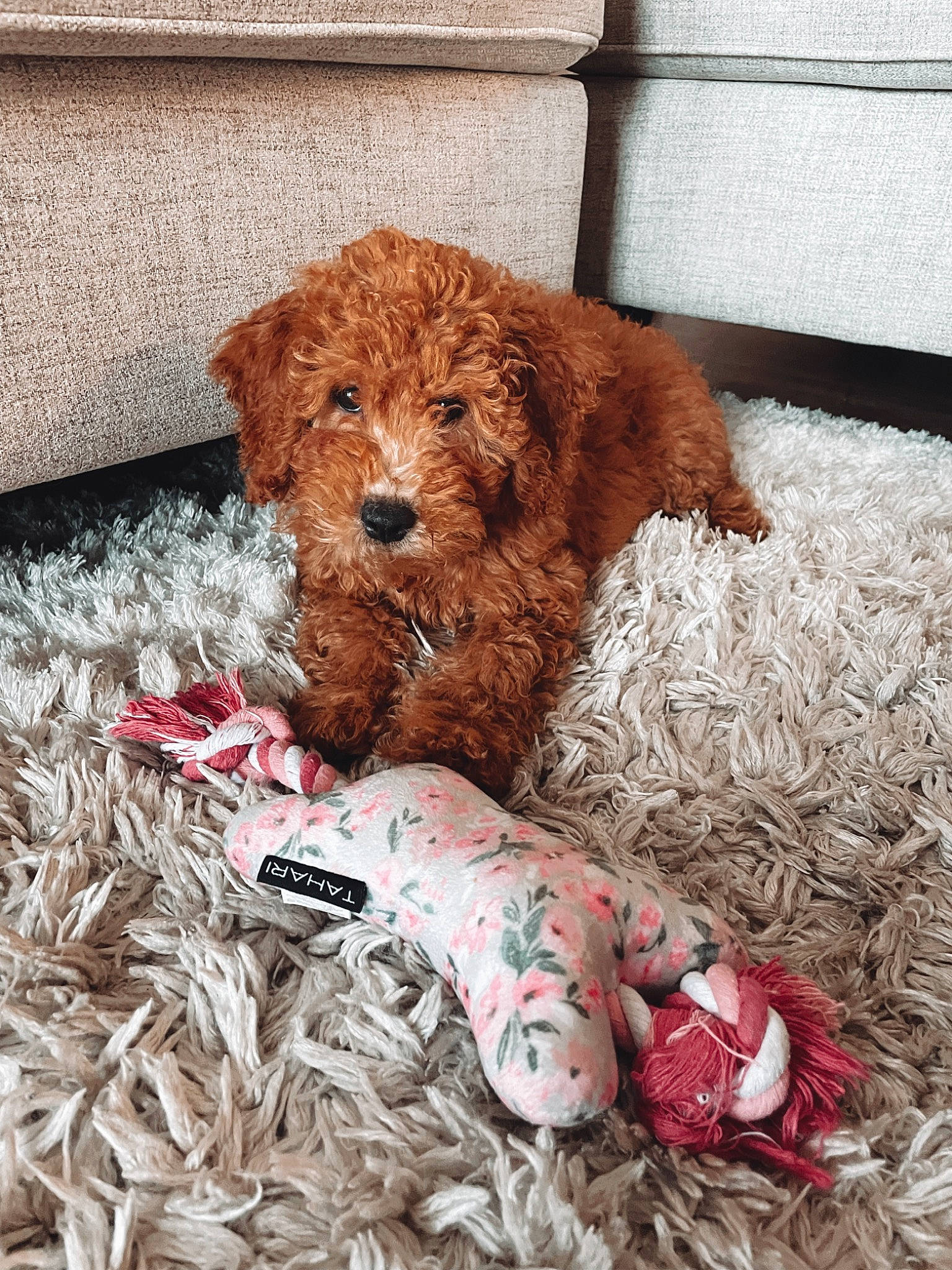 Luna is registered to the contest to win money with this photo: brick, canidae, carmine, carnivore, companion_dog, dog, dog_breed, dog_supply, fawn, flooring, fur, grass, liver, poodle, snout, sporting_group, terrier, toy, water_dog, working_animal