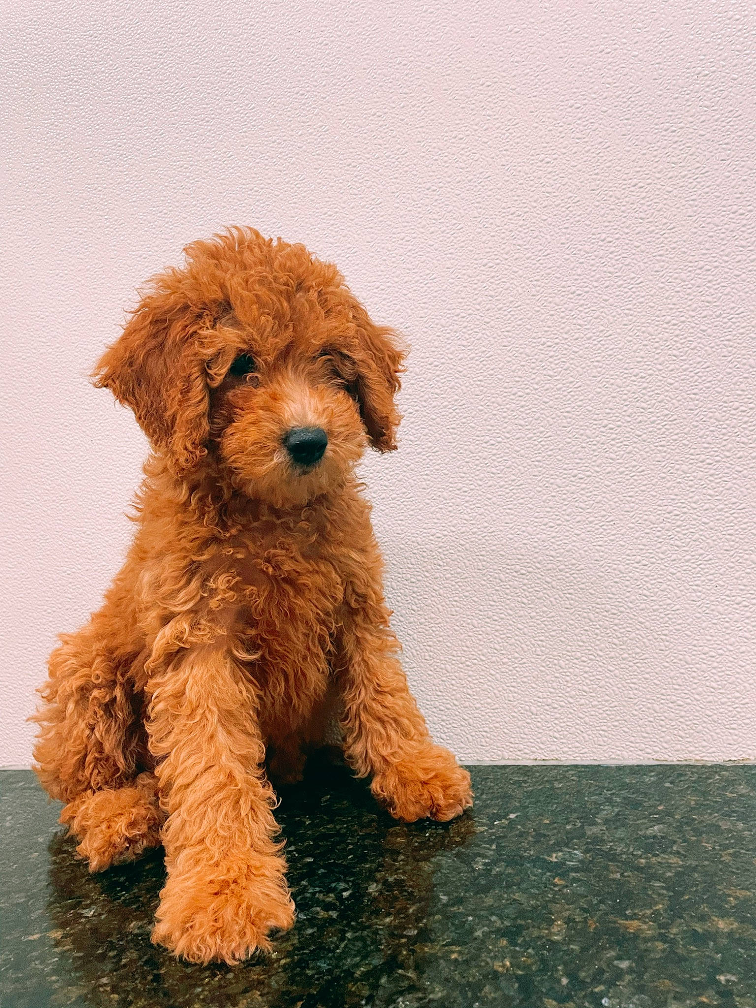 Luna joined the competition — help win amazing prizes! canidae, carnivore, companion_dog, dog, dog_breed, event, fawn, fur, labradoodle, liver, non_sporting_group, poodle, poodle_crossbreed, snout, sporting_group, terrestrial_animal, terrier, toy_dog, water_dog, working_animal