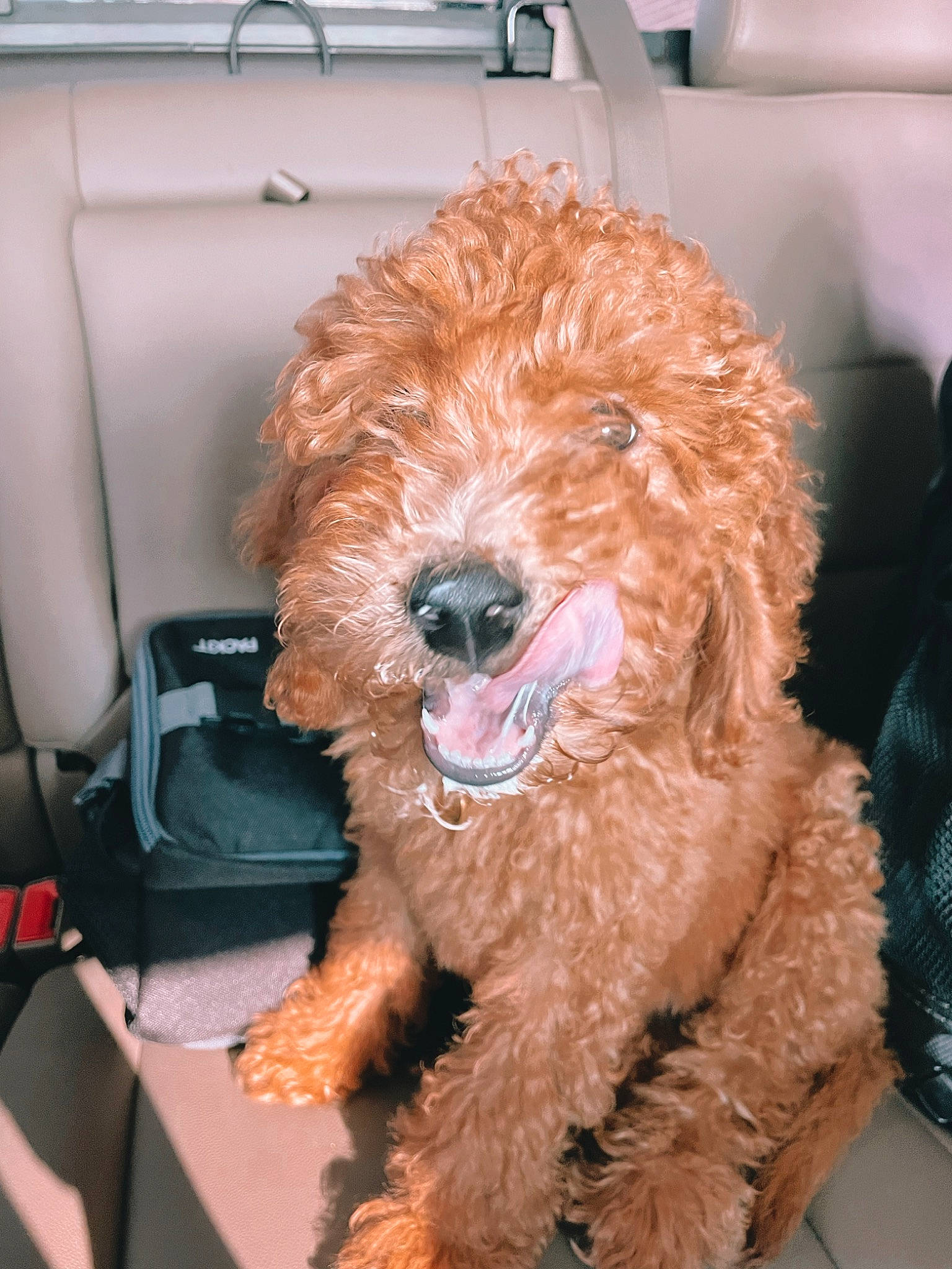 Luna is registered to the contest to win money with this photo: canidae, car_seat, carnivore, companion_dog, dog, dog_breed, dog_collar, dog_supply, fur, glasses, hat, poodle, snout, sporting_group, terrier, toy_dog, vehicle_door, water_dog, working_animal, yorkipoo