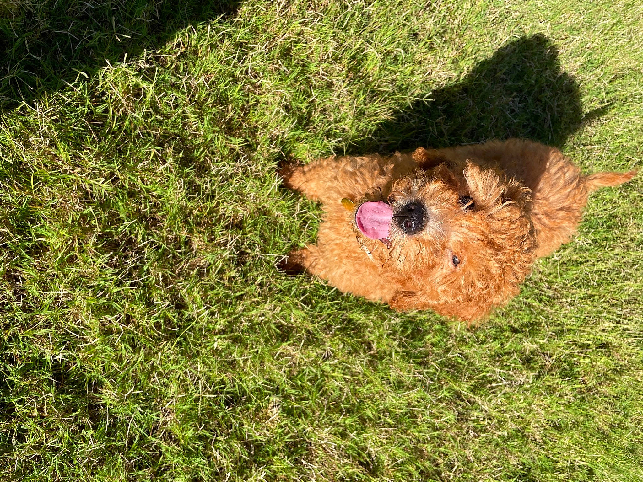 Luna is registered to the contest to win money with this photo: canidae, companion_dog, dog_breed, fawn, fur, grass, grassland, groundcover, landscape, pasture, people_in_nature, plant, prairie, shrub, soil, sporting_group, stuffed_toy, terrestrial_animal, toy, wood