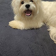 Mr Woggy is registered to the contest to win money with this photo: dog, white_dog, fluffy, pet, smiling_dog, indoor, bed, blanket, happy, canine, companion, cute, fur, animal, resting, laying_down, domestic_animal, friendly, tongue_out, portrait