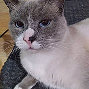 Grayson is registered to the contest to win money with this photo: cat, blue_eyes, close_up, fur, whiskers, pet, animal, relaxed, indoor, face, pink_nose, gray_fur, white_fur, paw, texture, floor, resting, mammal, cute, domestic_cat