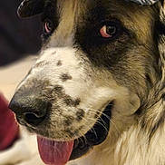 Stormy joined the competition — help win amazing prizes! dog, canine, pet, animal, close_up, tongue_out, leopard_print, cap, hat, fur, speckled, black_and_white, portrait, indoor, cute, friendly, muzzle, whiskers, ears, nose