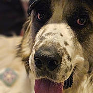 Stormy joined the competition — help win amazing prizes! animal, black_nose, brown_eyes, canine, cap, close_up, cute, dog, domestic_animal, friendly, fur, indoor, leopard_print, mammal, pet, playful, portrait, spotted_fur, tongue_out, white_fur