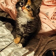 Piper is registered to the contest to win money with this photo: kitten, cat, bow, bed, blanket, pattern, furry, cute, pet, indoor, animal, feline, soft, curious, small, fur, whiskers, eyes, cozy, resting
