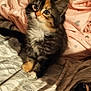 kitten, cat, bow, bed, blanket, pattern, furry, cute, pet, indoor, animal, feline, soft, curious, small, fur, whiskers, eyes, cozy, resting