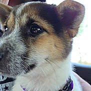 Breezy is registered to the contest to win money with this photo: animal, car_interior, close_up, collar, companion, curious, cute, dog, domestic_animal, ears, face, fur, indoors, looking_away, pet, puppy, purple_collar, soft_light, whiskers, young_dog