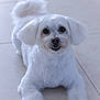 Max joined the competition — help win amazing prizes! dog, white_dog, pet, animal, cute, fluffy, lying_down, floor, tile_floor, indoor, small_dog, ears, tail, face, fur, looking_at_camera, muzzle, paws, domestic_animal, companion