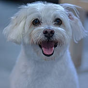 Max is registered to the contest to win money with this photo: dog, white_dog, pet, happy, smiling, fluffy, portrait, indoor, animal, closeup, cute, friendly, canine, fur, tongue, ears, face, companion, domestic_animal, looking_at_camera