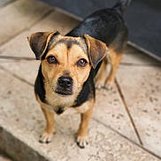 Lula is registered to the contest to win money with this photo: dog, pet, animal, canine, outdoor, ears, eyes, fur, tail, snout, paws, standing, looking_up, brown, black, short_hair, floor, tiles, curious, closeup