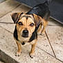 dog, pet, animal, canine, outdoor, ears, eyes, fur, tail, snout, paws, standing, looking_up, brown, black, short_hair, floor, tiles, curious, closeup