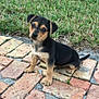 Lula is registered to the contest to win money with this photo: puppy, dog, grass, brick_path, outdoor, pet, animal, cute, small, black_and_tan, sitting, young, curious, head_tilt, nature, daylight, close_up, adorable, canine, fur