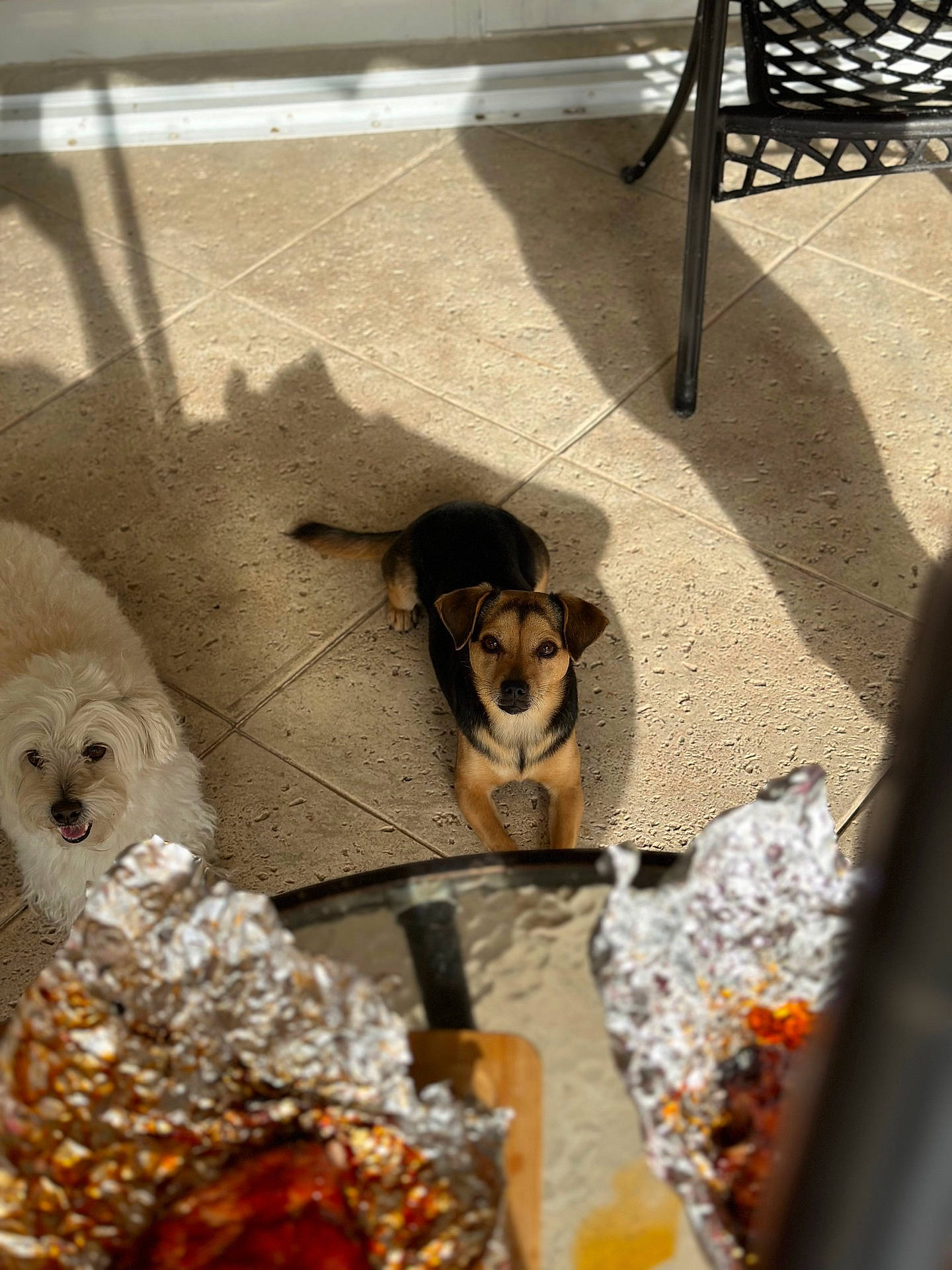 Lula is registered to the contest to win money with this photo: animal, brown_dog, companion, curious, dog, domestic, floor, foil, food, glass_table, indoor, looking_up, pet, shadow, small_dog, sunlight, table, tile, waiting, white_dog