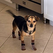 Lula joined the competition — help win amazing prizes! animal, appliance, black, brown, cabinet, cute, dog, domestic, ears, floor, funny, indoor, kitchen, looking_at_camera, pet, small_dog, socks, standing, tail, tile_floor
