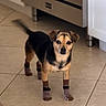 animal, appliance, black, brown, cabinet, cute, dog, domestic, ears, floor, funny, indoor, kitchen, looking_at_camera, pet, small_dog, socks, standing, tail, tile_floor