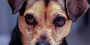 Lula joined the competition — help win amazing prizes! dog, close_up, portrait, pet, animal, ears, eyes, fur, indoor, canine, face, muzzle, whiskers, looking, brown, black, cute, companion, domestic, soft_focus