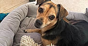 Lula is registered to the contest to win money with this photo: animal, black_dog, brown_dog, companion, cozy, curious, cute, dog, domestic, floor_tile, furniture_leg, indoor, laying_down, looking_up, paw, pet_bed, plush, resting, small_dog, toy