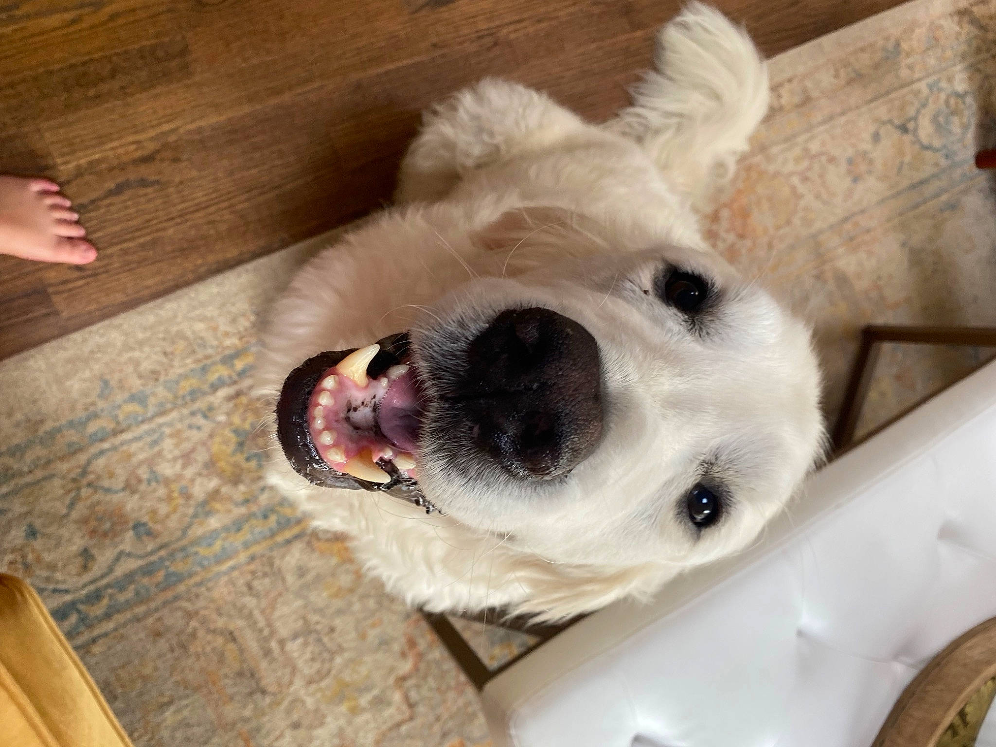 Chip joined the competition — help win amazing prizes! canidae, carnivore, collar, companion_dog, dog, dog_breed, dog_collar, dog_supply, fawn, flooring, fur, hardwood, mammal, pet_supply, selfie, sporting_group, stuffed_toy, whiskers, wood, working_animal