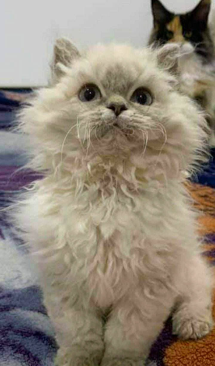 Orphee De La Deesse Selenee