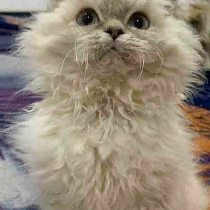 Orphee De La Deesse Selenee