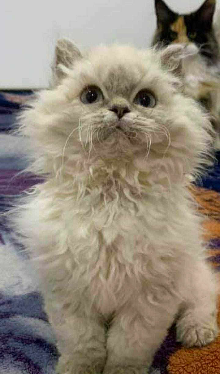 Orphee De La Deesse Selenee