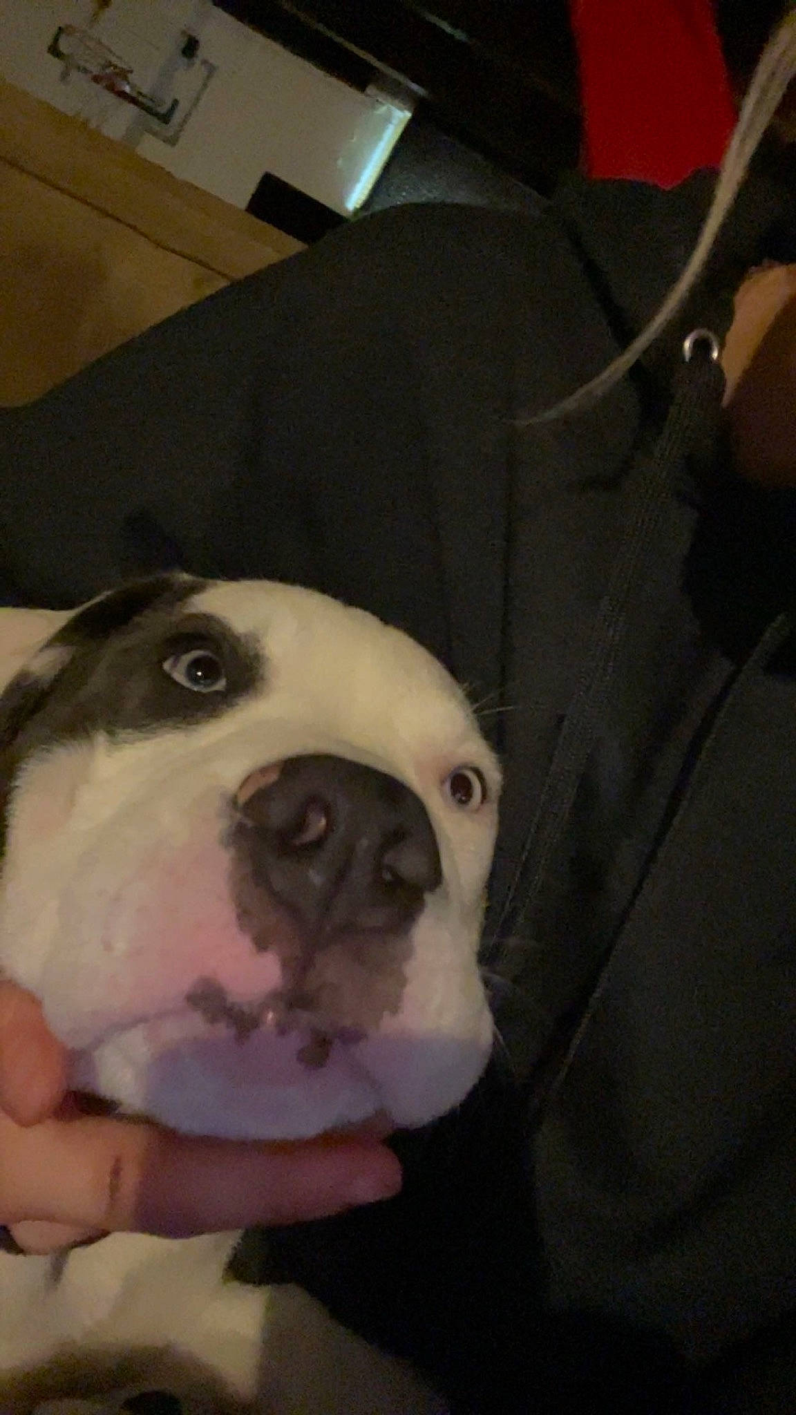 Rambo is registered to the contest to win money with this photo: box, canidae, carnivore, comfort, companion_dog, couch, dog, dog_breed, ear, eye, fawn, fur, jaw, non_sporting_group, puppy, selfie, snout, sporting_group, whiskers, working_animal