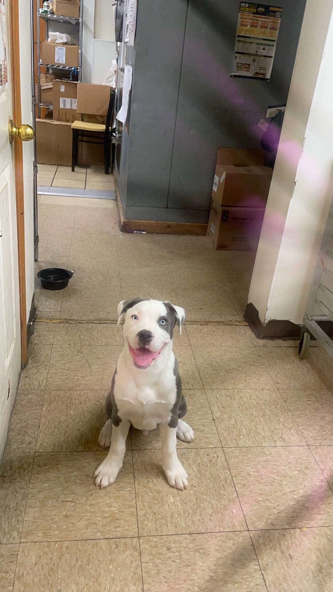 Rambo is registered to the contest to win money with this photo: canidae, carnivore, collar, companion_dog, dog, dog_breed, dog_collar, door, fawn, floor, flooring, hardwood, leash, pet_supply, refrigerator, road_surface, sidewalk, tail, wood, working_animal