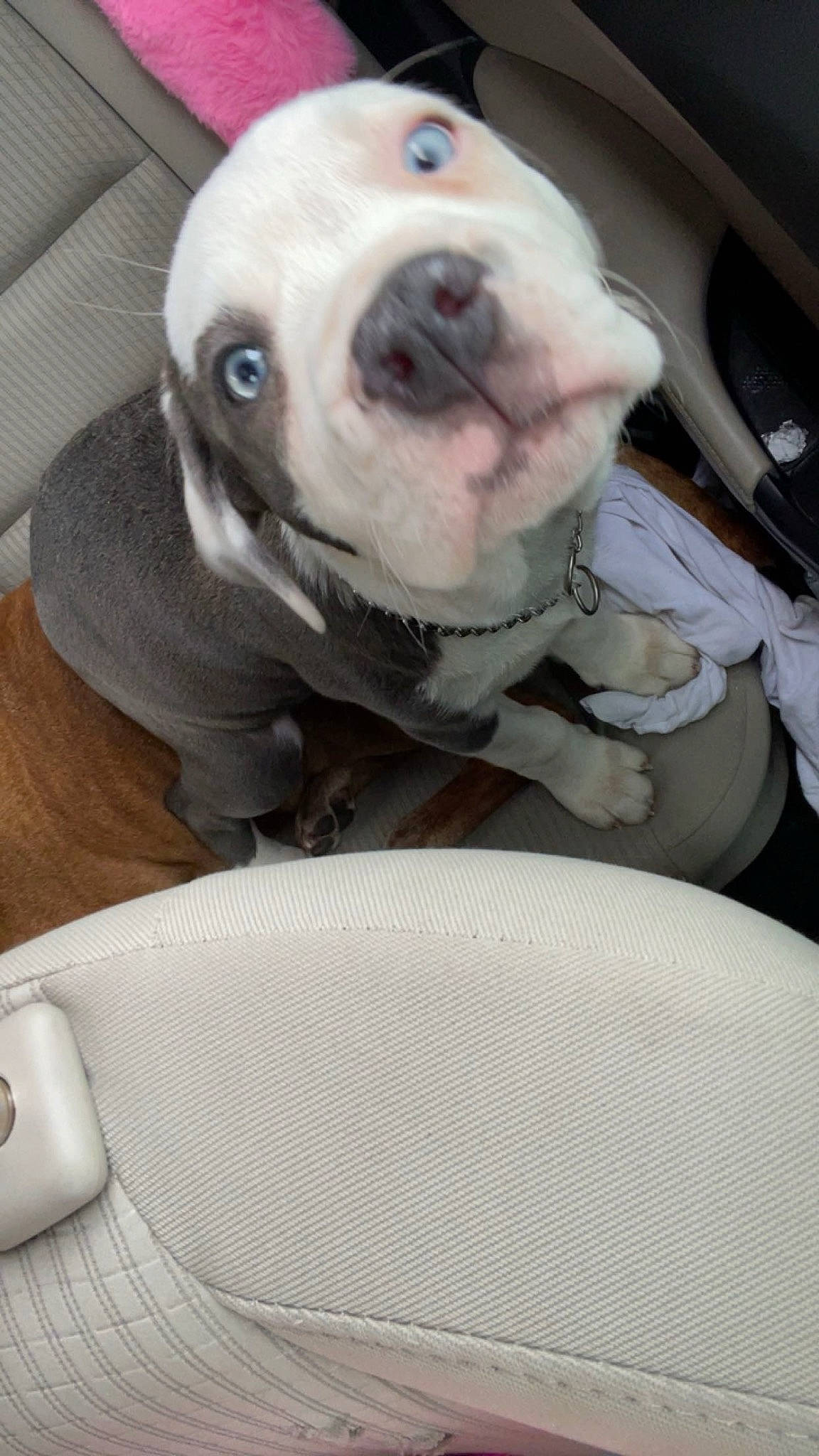 Rambo joined the competition — help win amazing prizes! auto_part, canidae, car, car_seat, carnivore, collar, comfort, companion_dog, dog, dog_breed, dog_supply, fawn, grey, hood, pet_supply, snout, sporting_group, whiskers, white, working_animal