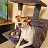 dog, pet, canine, sitting, portrait, indoors, cat_tree, furniture, toys, colorful_toys, living_room, television, wood_floor, wall, outlet, brown_and_white, floppy_ears, short_hair, front_facing, funny_expression