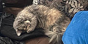Nicolette Gonyea is registered to the contest to win money with this photo: cat, sleeping, fluffy, gray_cat, couch, blanket, pillow, indoor, cozy, nap, pet, fur, relaxed, feline, home, resting, animal, soft, domestic_cat, comfort