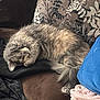 cat, sleeping, fluffy, gray_cat, couch, blanket, pillow, indoor, cozy, nap, pet, fur, relaxed, feline, home, resting, animal, soft, domestic_cat, comfort