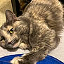 Nicolette Gonyea is registered to the contest to win money with this photo: cat, gray_cat, feline, pet, animal, lap, stretching, fur, indoor, floor, person, clothing, blue_shirt, relaxing, cute, whiskers, ears, paw, tiled_floor, furniture