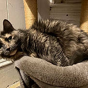 Nicolette Gonyea is registered to the contest to win money with this photo: cat, fluffy, pet, indoor, cozy, cat_bed, scratching_post, fur, relaxed, animal, mammal, cute, feline, whiskers, ears, looking, resting, soft, home, curious
