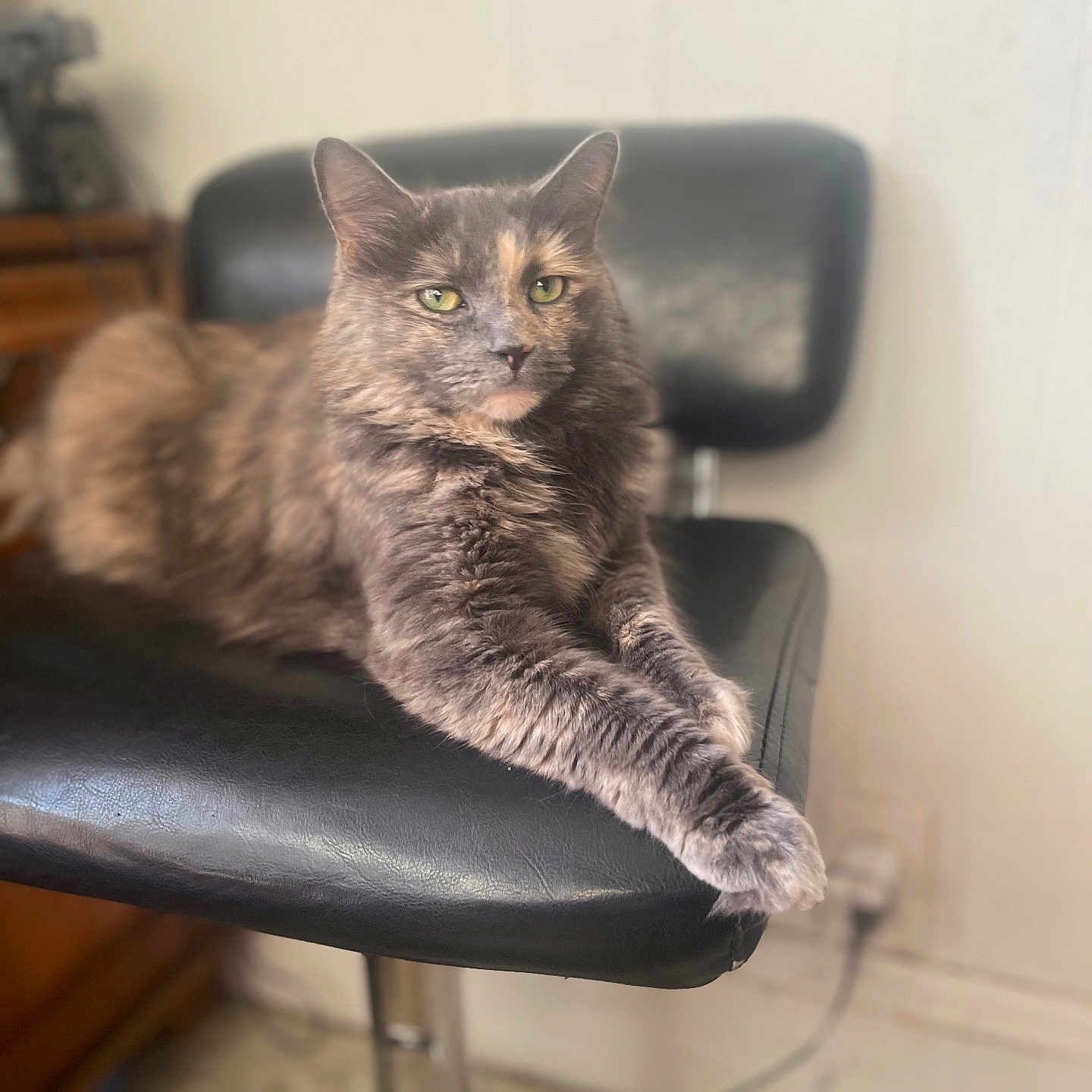 Nicolette Gonyea joined the competition — help win amazing prizes! animal, black_leather, calm, cat, chair, cute, domestic, feline, fur, furniture, green_eyes, indoor, mammal, paws, pet, portrait, relaxed, resting, sitting, whiskers