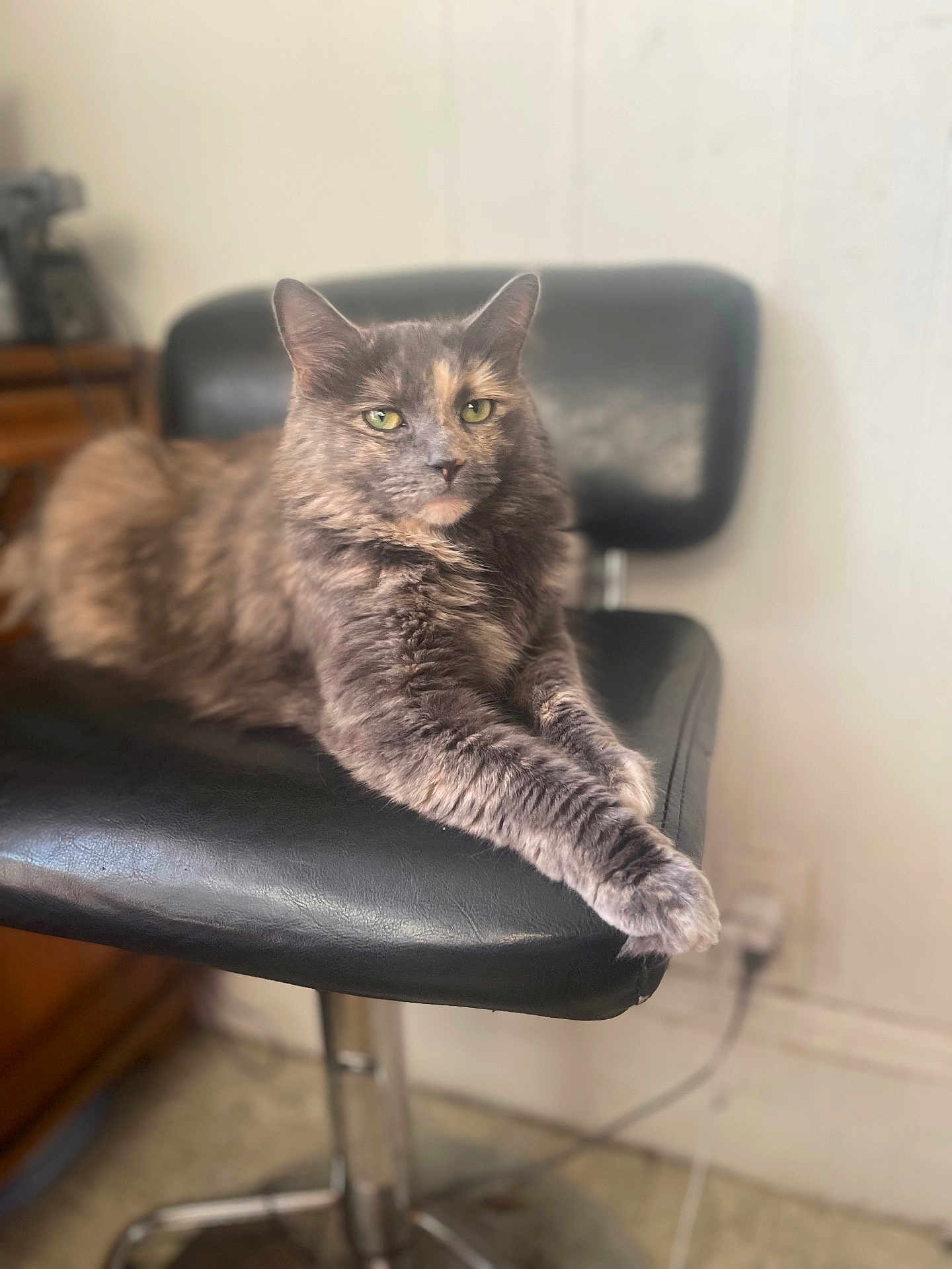 Nicolette Gonyea joined the competition — help win amazing prizes! cat, feline, pet, indoor, chair, black_leather, green_eyes, relaxed, fur, animal, mammal, domestic, sitting, portrait, furniture, resting, cute, whiskers, paws, calm