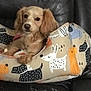 Eden Penelope joined the competition — help win amazing prizes! animal, cartoon_pattern, closeup, comfort, cozy, curious, cute, dog, fur, home, indoor, leather_chair, light_brown, pet_bed, portrait, relaxed, resting, seat, small_dog, soft_lighting