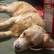 Eden Penelope joined the competition — help win amazing prizes! brown, canine, cheez_it, close_up, companion, cozy, cute, dog, domestic_animal, food_package, fur, golden_retriever, green_surface, indoor, lying_down, pet, relaxed, resting, sleepy, snack_box