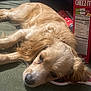 brown, canine, cheez_it, close_up, companion, cozy, cute, dog, domestic_animal, food_package, fur, golden_retriever, green_surface, indoor, lying_down, pet, relaxed, resting, sleepy, snack_box