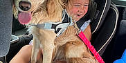 Eden Penelope is registered to the contest to win money with this photo: backseat, car_interior, car_seat, child, child_seat, dog, greenery, hair, happy, harness, leash, pet, playful, seat_belt, smiling, tan_dog, tongue_out, toy, vehicle, window